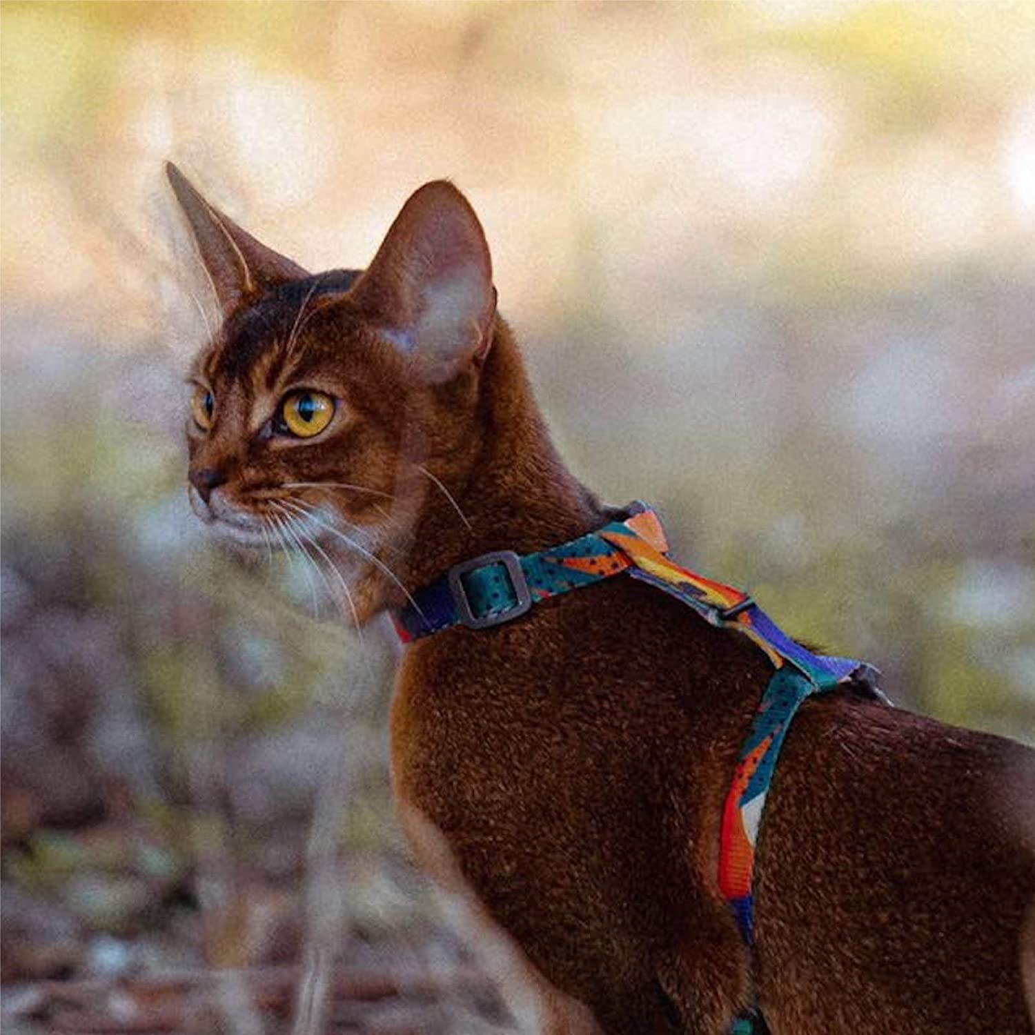 PIDAN Cat Leash & Harness