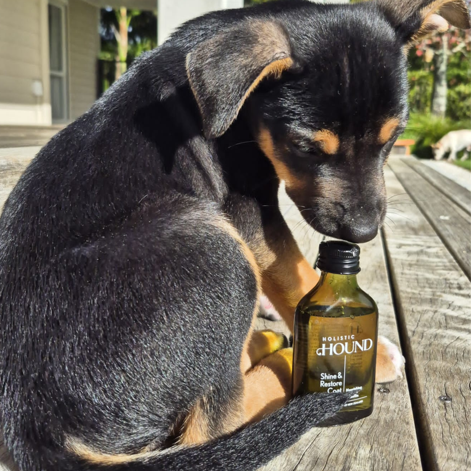 Holistic Hound - Shine & Restore Coat Serum 50mls