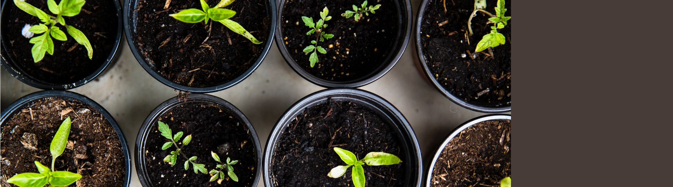 Gardening and Outdoor Gifts